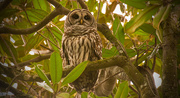 3rd Jan 2019 - Barred Owl Getting Ready for it's Nightly Rendezvous!