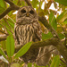Barred Owl Getting Ready for it's Nightly Rendezvous! by rickster549