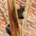 Squirrel myrtle by homeschoolmom