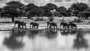 2nd Jan 2019 - Elephants Walking Along the Waterhole