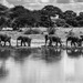 Elephants Walking Along the Waterhole by taffy