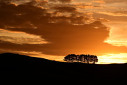 22nd Dec 2018 - Trees at Sunset