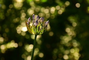 19th Dec 2018 - Roadside Agapanthus