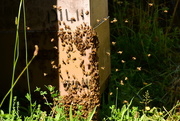 27th Dec 2018 - Bee Hives