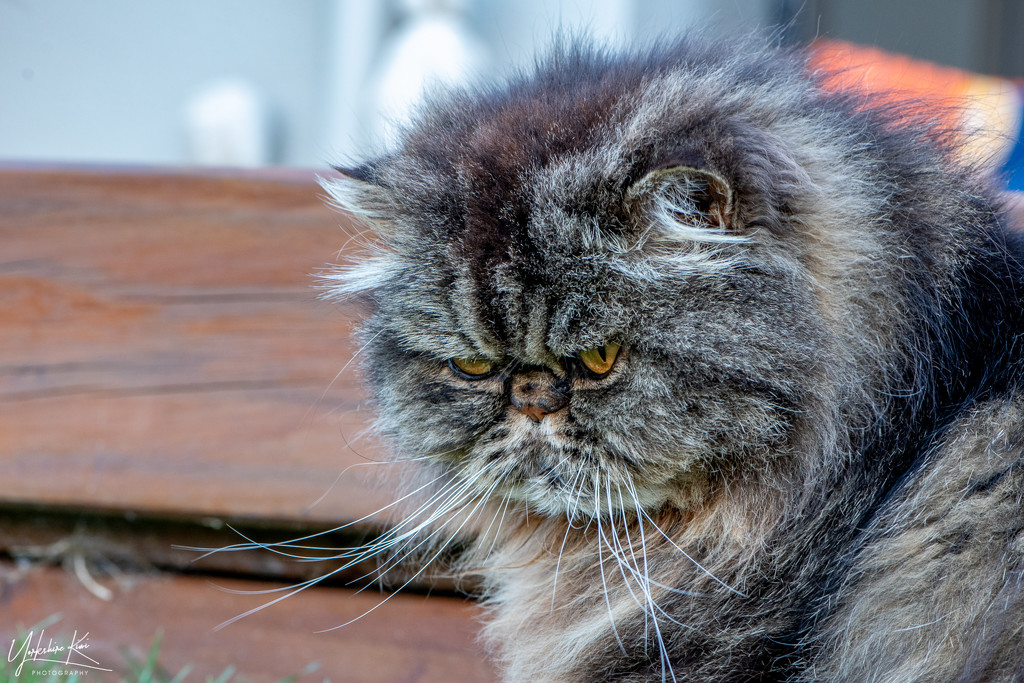 Grumpy Cat by yorkshirekiwi