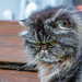 Grumpy Cat by yorkshirekiwi
