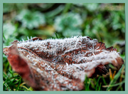 4th Jan 2019 - Frosted Leaf