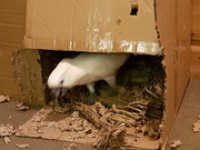 4th Jan 2019 - Bas playing in his box