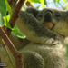 still hanging around by koalagardens