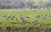 31st Dec 2018 - Geese and Sheep
