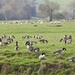 Geese and Sheep by susiemc