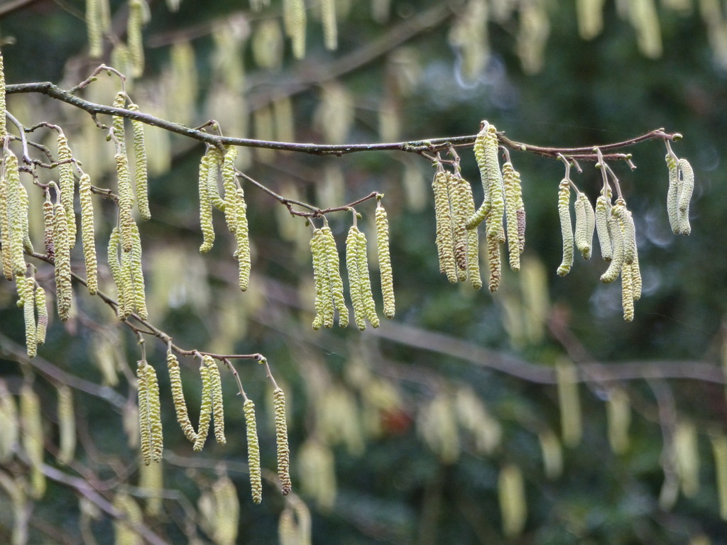 Early Catkins  by susiemc