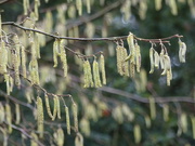 4th Jan 2019 - Early Catkins 