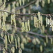 Early Catkins  by susiemc