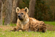 4th Jan 2019 - Spotted (a) Hyena