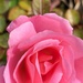 Winter rose by shutterbug49