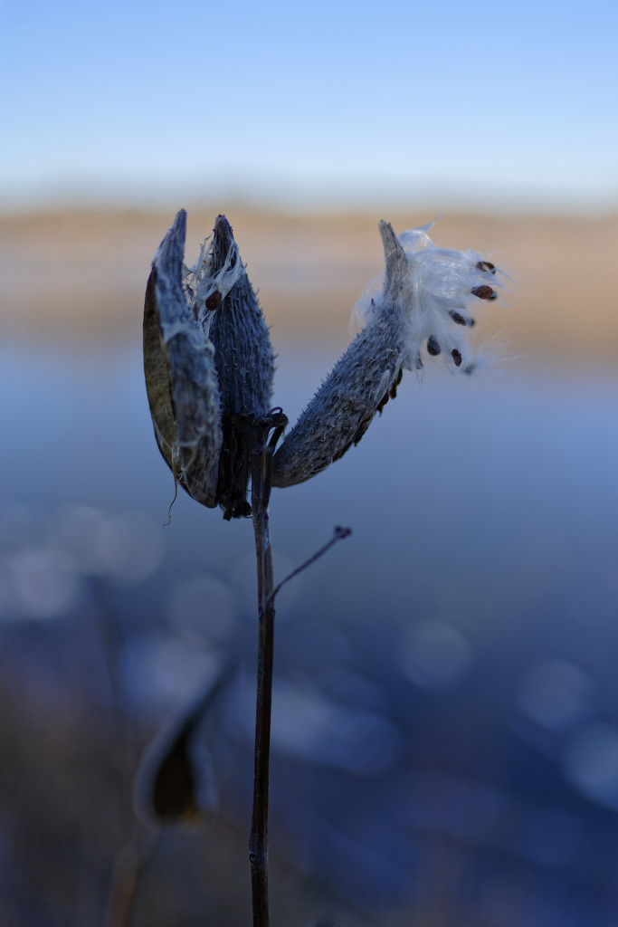 milkweed by rminer