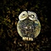 Sad Owl Solar Light ~ by happysnaps