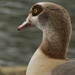 Eygptian Goose by helenhall