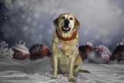 4th Jan 2019 - Harley's Christmas Portrait