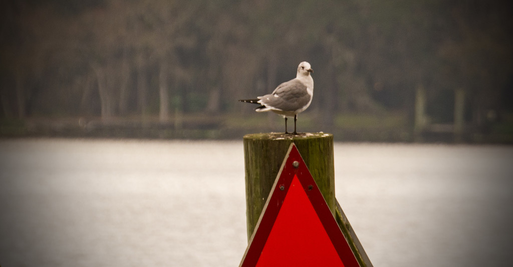 Lone Seagull, on the Post! by rickster549