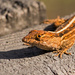 Differnt View of My Lizard Friend! by rickster549