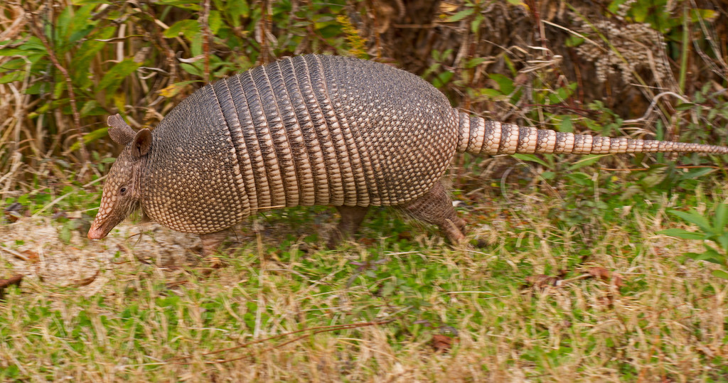 Armadillo Out for a Stroll! by rickster549