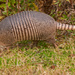 Armadillo Out for a Stroll! by rickster549