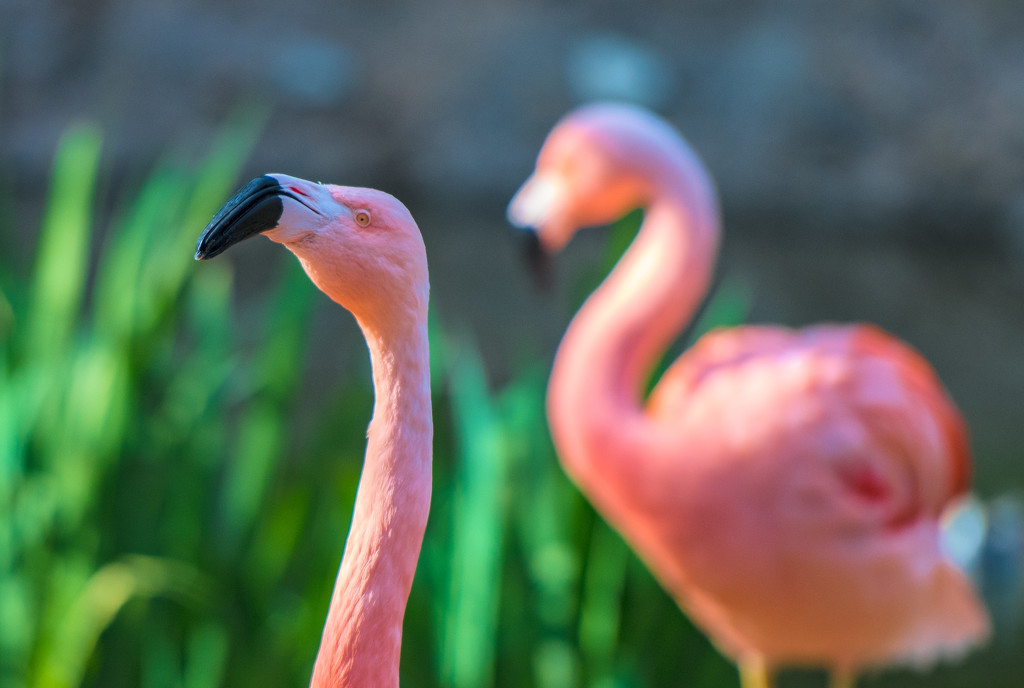 Flamingo Friday '19 01 by stray_shooter