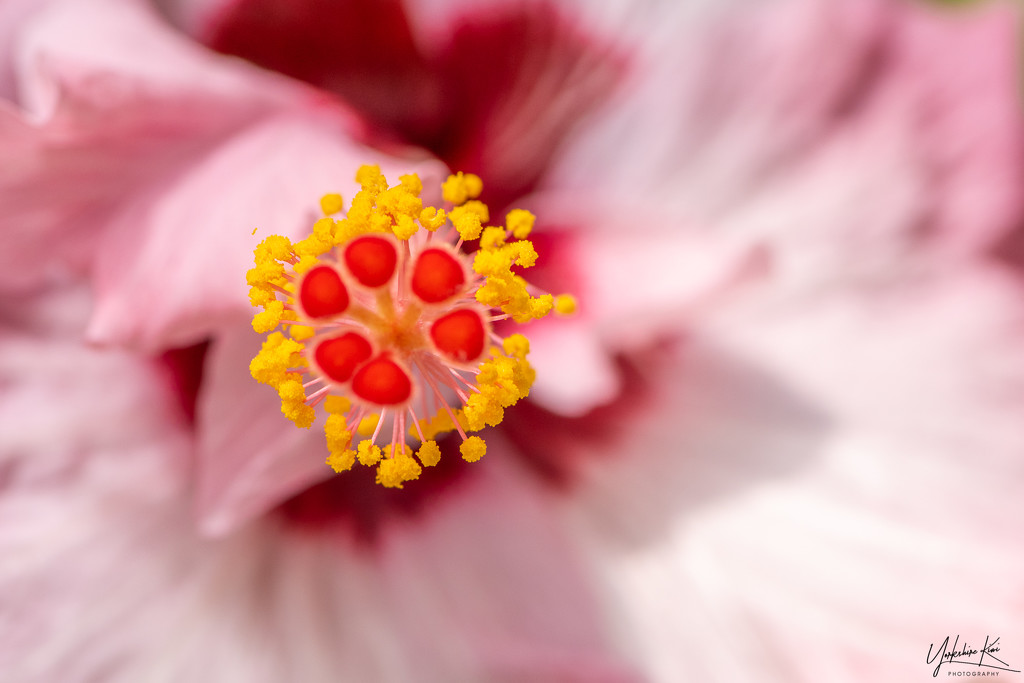 Hibiscus by yorkshirekiwi