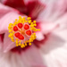 Hibiscus by yorkshirekiwi