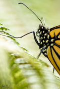 5th Jan 2019 - Monarch Butterfly