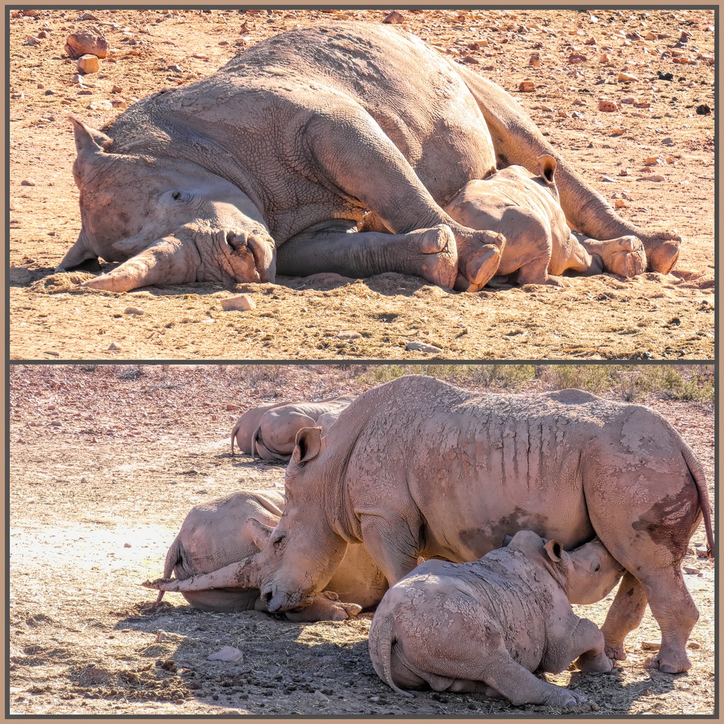  Rhino Moms by ludwigsdiana