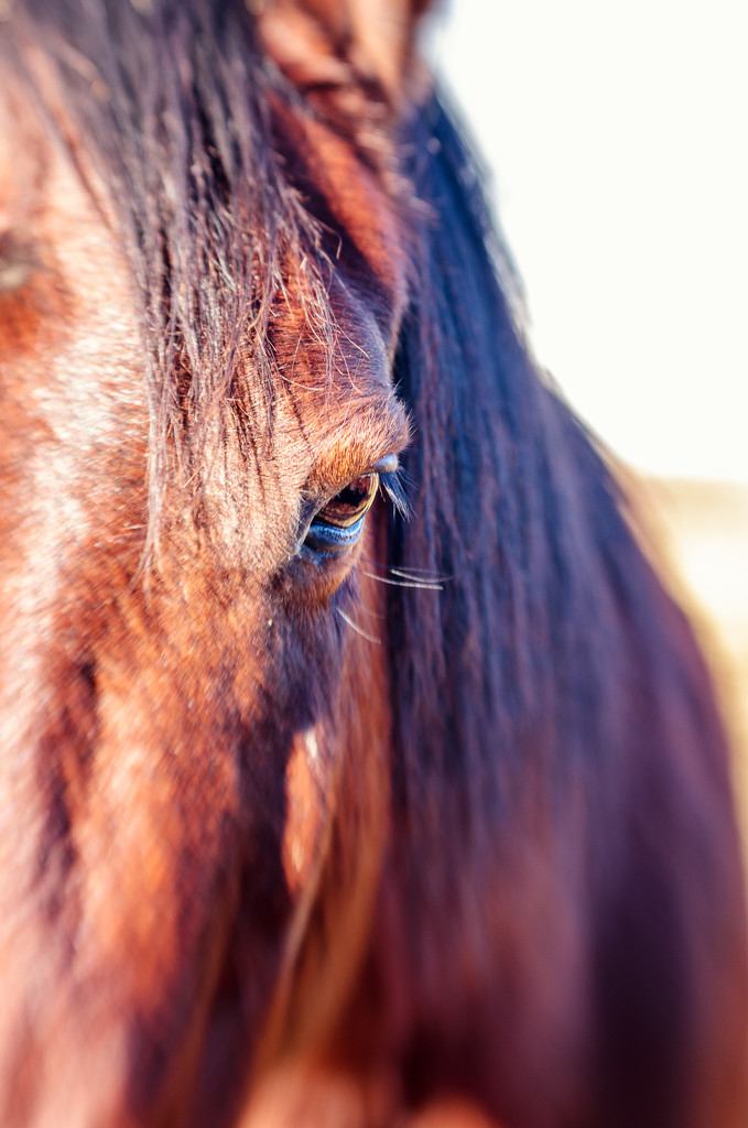 lensbaby horse by aecasey