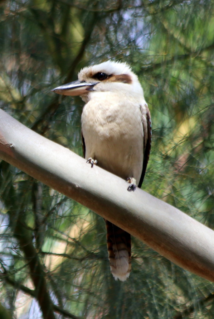 Laughing kookaburra by gilbertwood