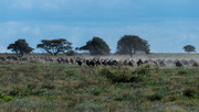 3rd Jan 2019 - The Great Migration North to South