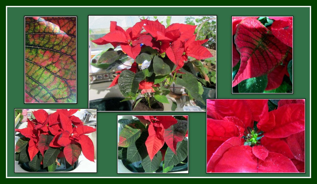 Poinsettia collage. by grace55