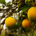 Winter Oranges by jaybutterfield