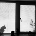 Windowsill visitor by m2016