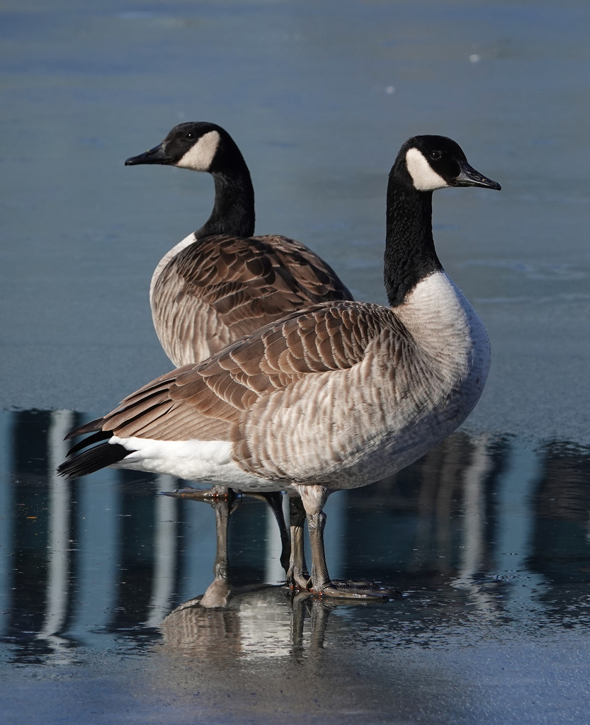 Geese on Ice by annepann