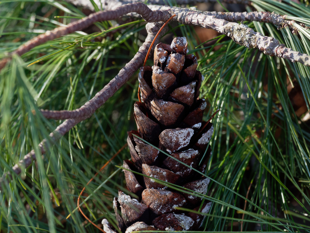 pinecone in needles by rminer