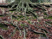 5th Jan 2019 - Roots