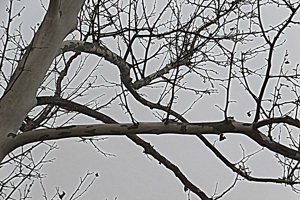 Winter Tree by linnypinny