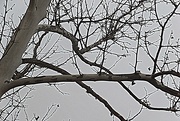 3rd Jan 2019 - Winter Tree