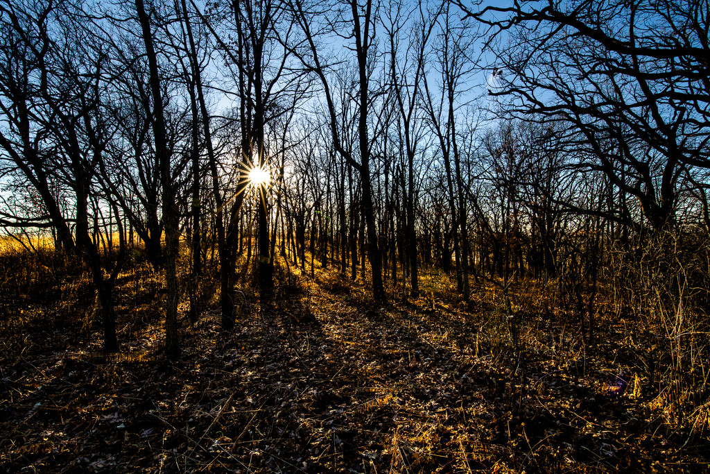 rays by vankrey