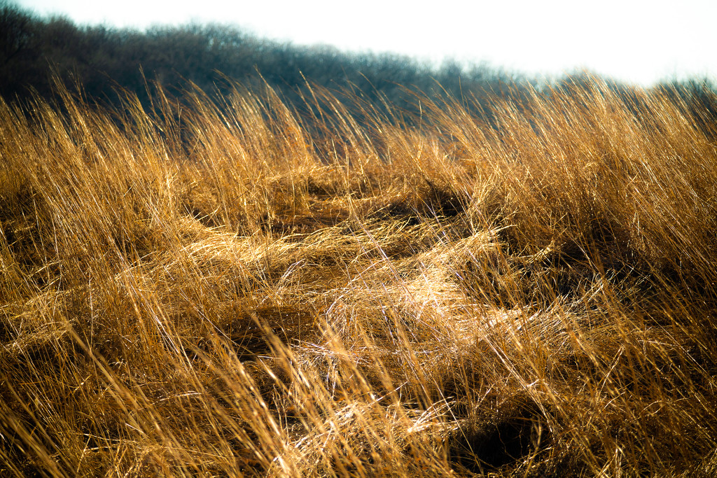 winter grasses by vankrey