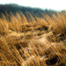 winter grasses by vankrey
