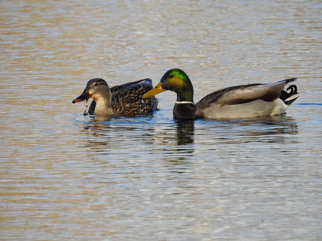 January ducks by amyk