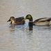 January ducks by amyk