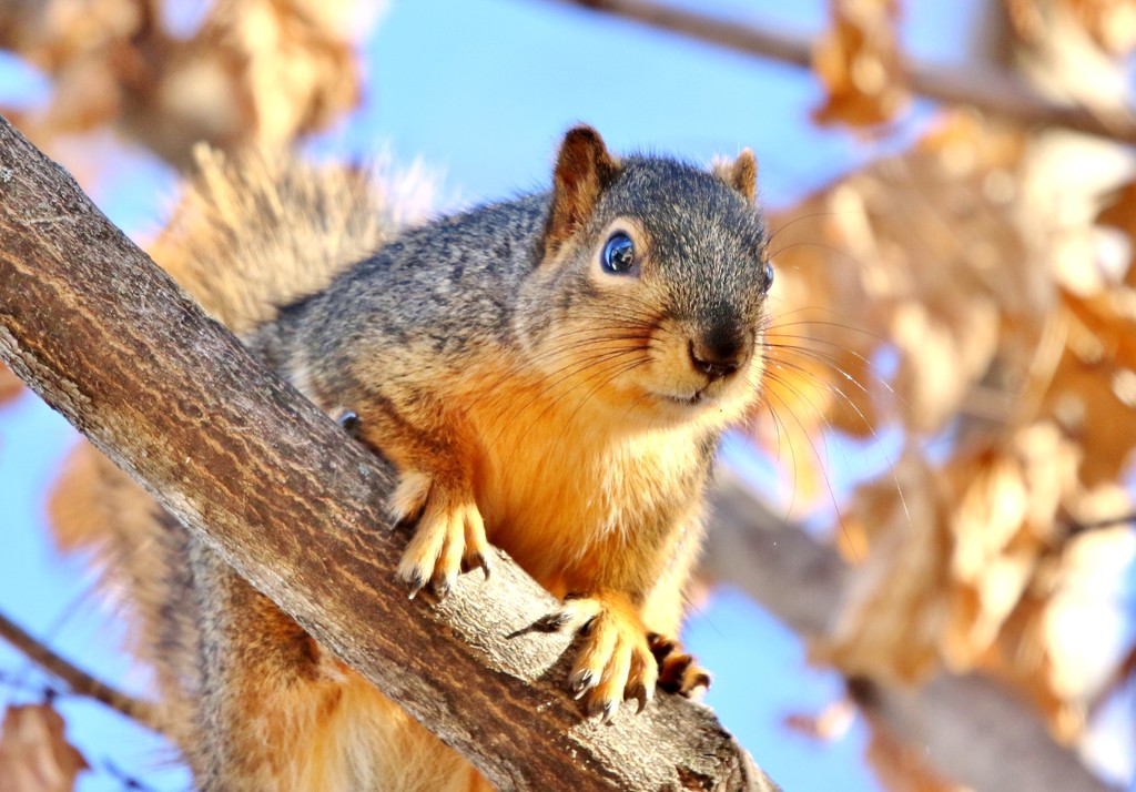 Guard Squirrel by lynnz